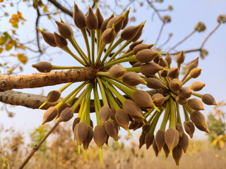 flowers of Madhuca Longifolia