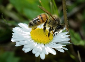 Close-up of honey bee pollinating on a daisy flower on blurred background 