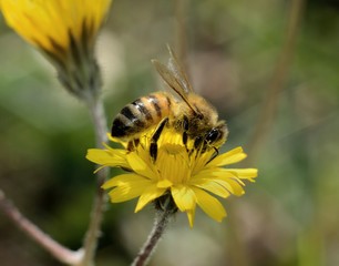 Close-up of honey bee pollinating on yellow dandelion flower