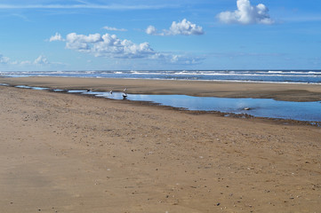 The beach of Bloemendaal aan Zee with seagulls, North sea, Holland, Netherlands