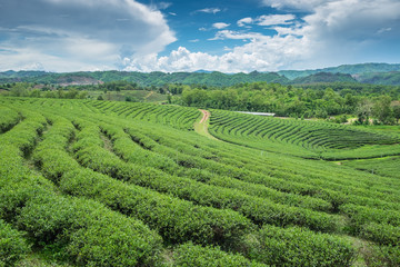 Green tea plantation landscape, in Thailand