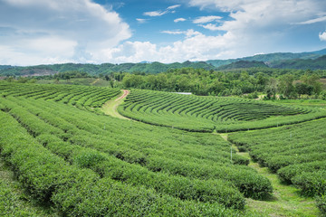 Fototapeta na wymiar Green tea plantation landscape, in Thailand