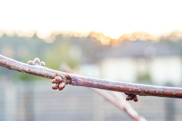 Fruit tree branch after spring warming with swollen buds.