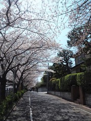 the beautiful Cherry blossom trees in Tokyo