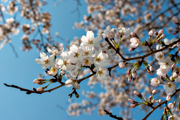 Start of blooming of cherry blossoms in Japan in early April