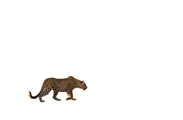 Leopard stalking isolated on white background, profile view