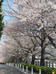 the beautiful Cherry blossom trees in Tokyo