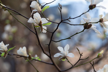 Springtime magnolia flowers blossom.