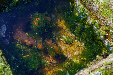 Fototapeta na wymiar A puddle of sea with many creatures such as shellfish and seaweed
