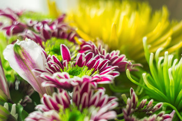 Fototapeta premium Beautiful fresh delicate flowers in the morning in the sun