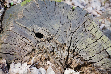 wood saw cut background with cracks and gray bloom.
