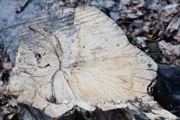 yellow wood cut from a curved gray log with deep cracks