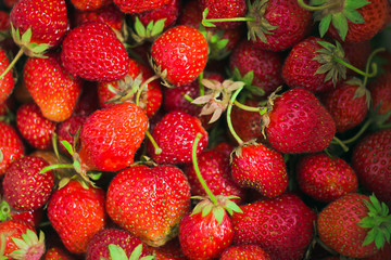 A delicious juicy red strawberry lies in the sun on a warm summer day. Strawberries have just been harvested from the garden