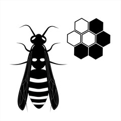 Wasp. Honey bee. Botany illustration. Insect animal, exotic. Vector isolated on white backdrop. Honeycomb.