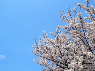 the beautiful Cherry blossom trees in Tokyo