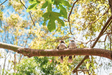 Two chubby birds sitting on a branch