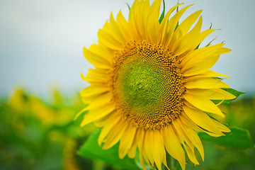 yellow bright sunflower stands in the field on a summer warm day