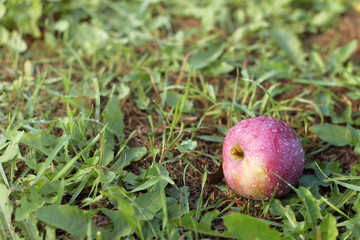 red apple freshly fallen from a tree into the grass after rain. healthy eating ripened