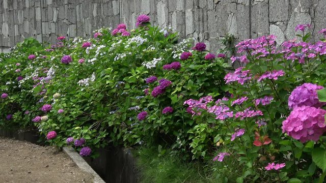 Colorful hydrangea flowers. 4K 
