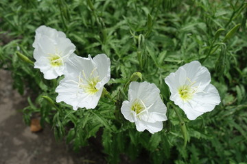 4 white flowers of Oenothera speciosa in May
