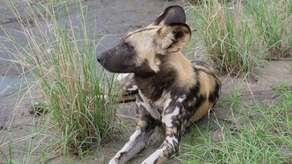 Close up from two African wild dog