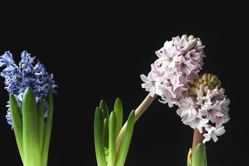 Obraz premium Greeting card Beautiful Multi-colored hyacinth flower on black background.