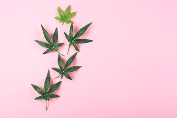 Fototapeta na wymiar Fresh cannabis leaves on pink background. CBD concept. Flatlay, top view.