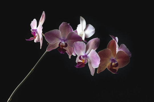 Beautiful orchid flower on black background. 
