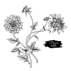 Sketch Floral decorative set. Dahlia flower drawings. Black and white with line art isolated on white backgrounds. Hand Drawn Botanical Illustrations. Elements vector.