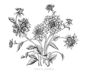 Sketch Floral decorative set. Dahlia flower drawings. Black and white with line art isolated on white backgrounds. Hand Drawn Botanical Illustrations. Elements vector.