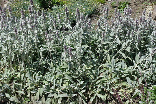 Florescence of Stachys byzantina in early summer