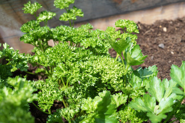 Garden parsley in a raised bed; (Petroselinum crispum)