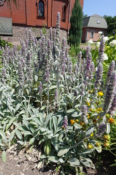Spikes of flowers of Stachys byzantina in June