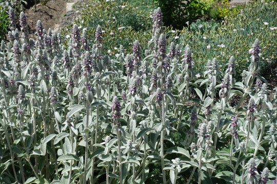 Stachys byzantina in bloom in early spring