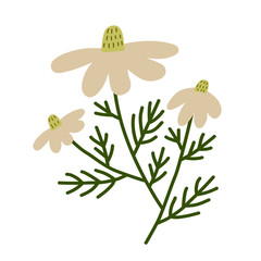 Daisy flower. Plant and botanical illustration on a white background. Vector floral set. Herbal Collection