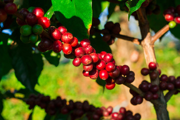 Coffee beans ripening on tree in North of thailand