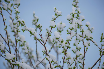 Branches with green leaves covered by snow. Snowy spring