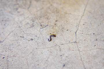 Mosquito Larvae Wrigglers