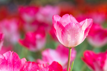 Red tulips with water drops