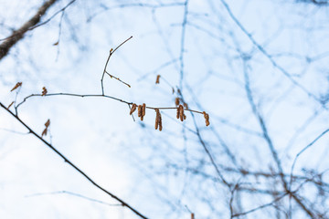 twig of alder tree with fresh catkins and blue sky