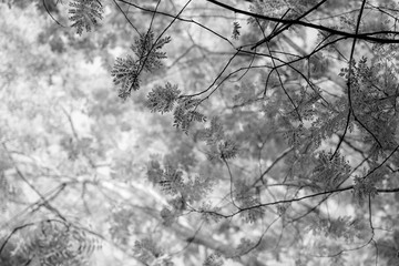 leaves in infrared