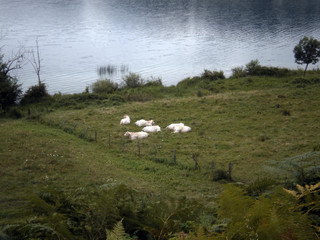 Fototapeta na wymiar flock of cows in a field beside a lake