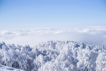 Fototapeta na wymiar Snowy trees on mountain