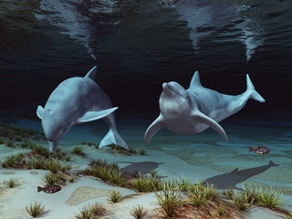 Zwei Delfine in einer Unterwasserlandschaft © Michael Rosskothen