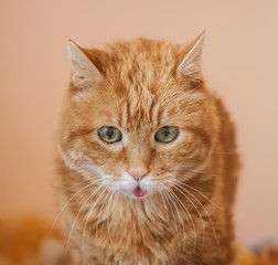 Lovely cat looking somewhere and showing its tongue.