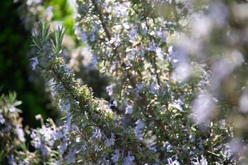 erbe aromatiche e rosmarino fiorito in una giornata estiva e soleggiata in Toscana