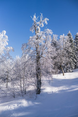 Obraz premium Snowy trees on mountain