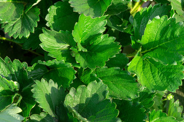 Strawberry leaves,flowers strawberry in the garden.