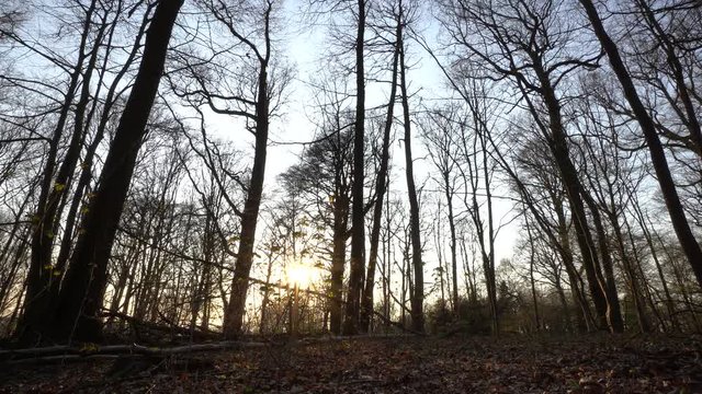 Time lapse with restless shaking branches while the sun goes down at beginning of spring.