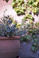 clay flower pot in a garden